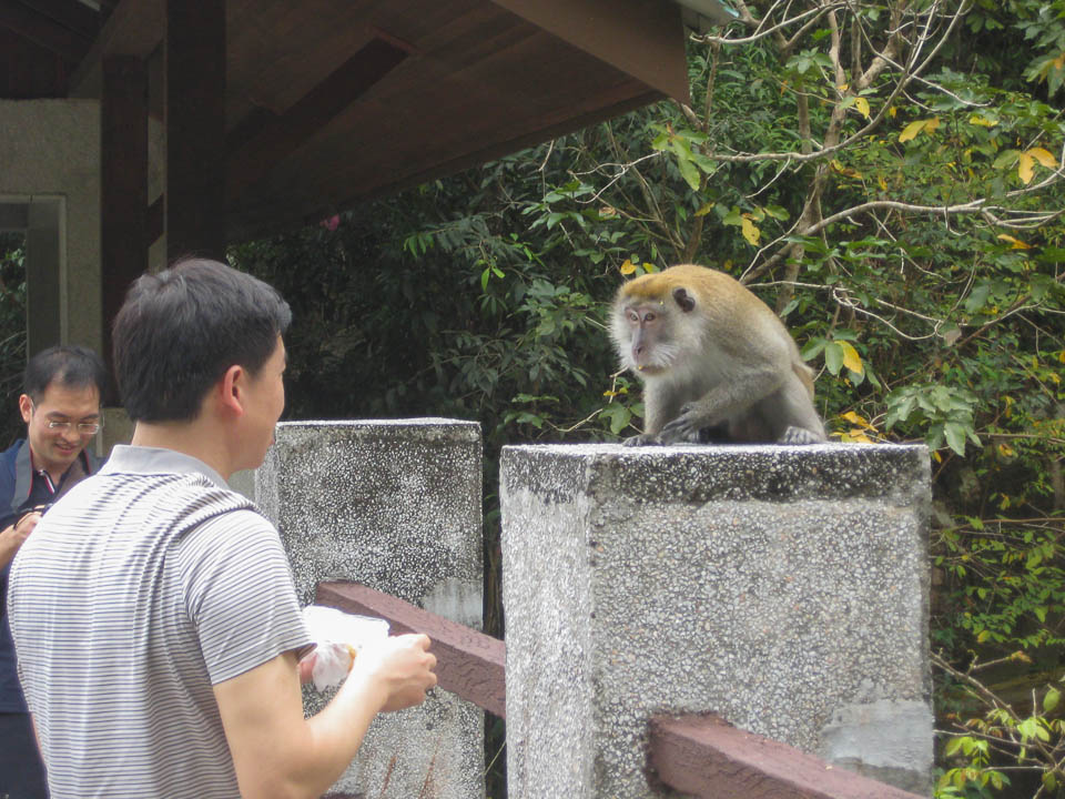 Mono amenazando chino loco.
