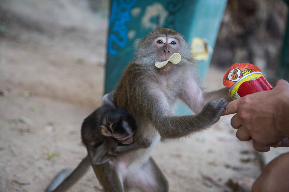 Mono con pringles.