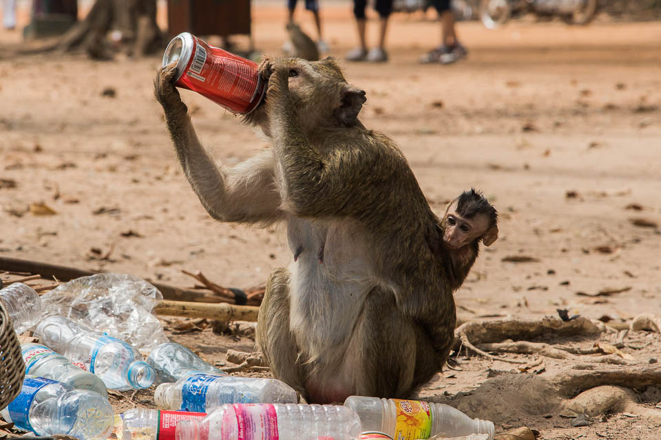 Mono bebiendo cola.