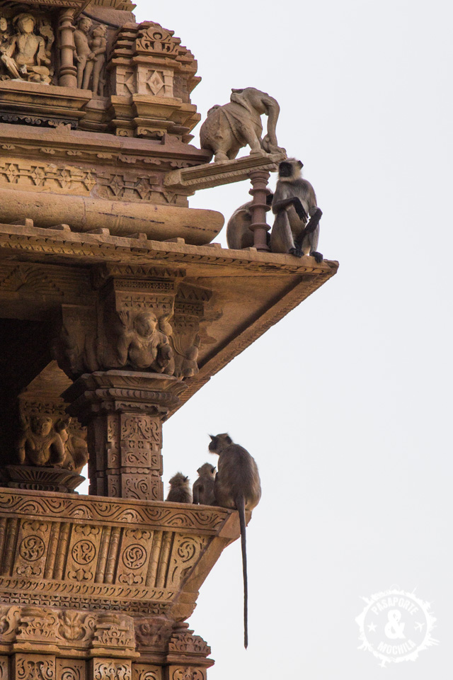 Monos en los templos