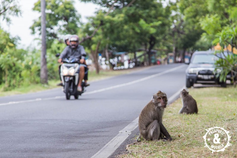 Monos en la carretera